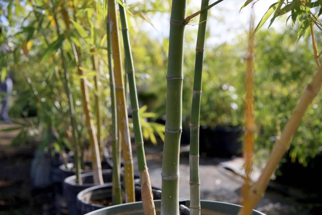 Balkonda eğlencesine yetiştirmeye başlamıştı, şimdi dev fidanlık kurdu! Paraya para demiyor, nereden nereye... 18